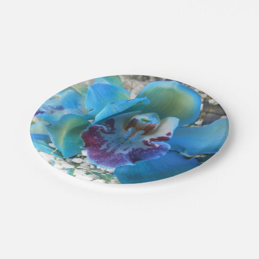 Donella Pappteller (Schrägansicht)