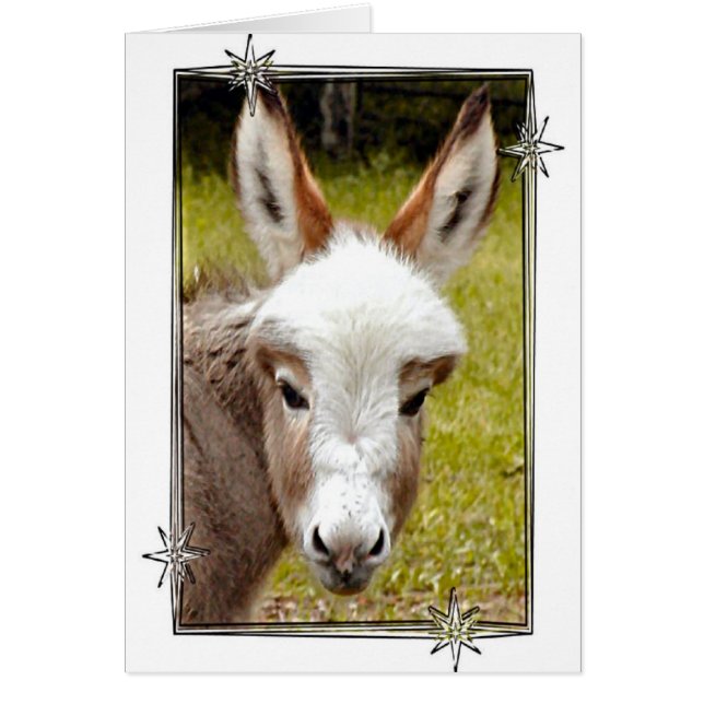 Donkey (Vorne)