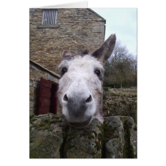 Donkey