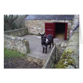 Donkey