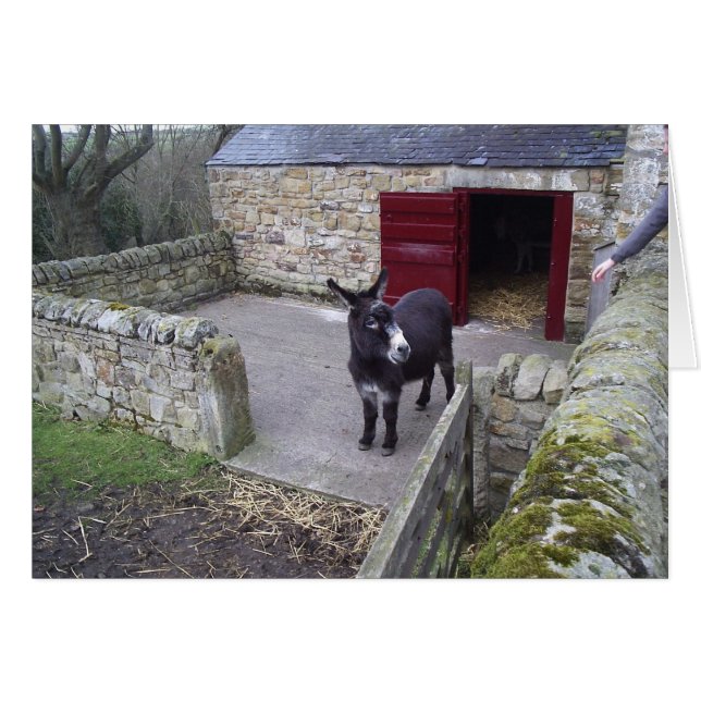 Donkey (Vorderseite (Horizontal))