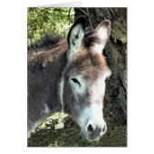 DONKEY (Vorne)