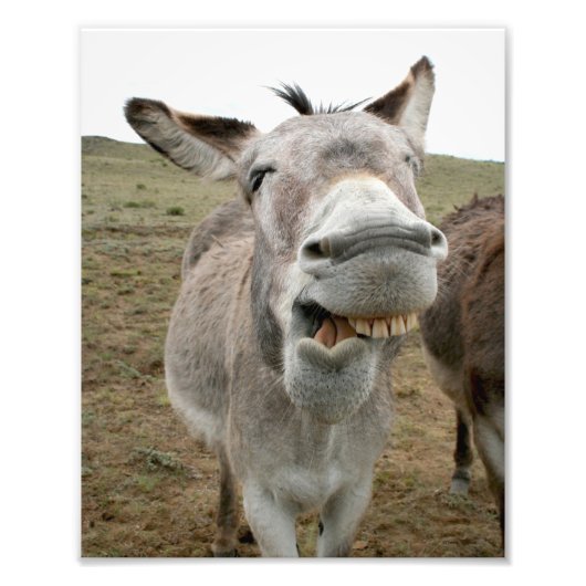 Donkey-Albernes Gesicht Fotodruck (Vorne)