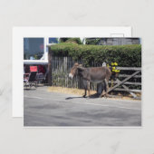 Donkey am Tor Postkarte (Vorne/Hinten)
