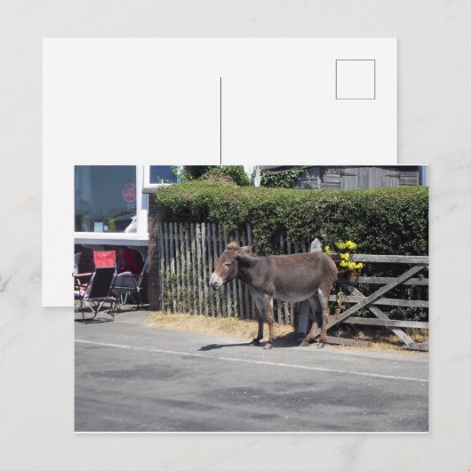 Donkey am Tor Postkarte (Vorne/Hinten)