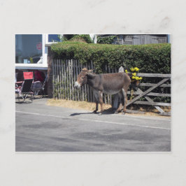 Donkey am Tor Postkarte
