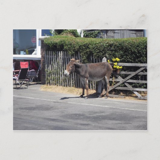 Donkey am Tor Postkarte (Vorderseite)