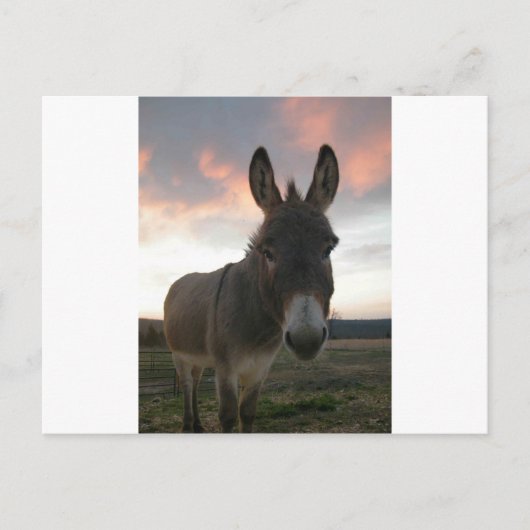 Donkey Art Postkarte (Vorderseite)
