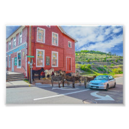 Donkey Begrüßungsausschuss, Cripple Creek Colorado Fotodruck