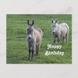 Donkey Brown Tan Animal Foto Geburtstag Postkarte