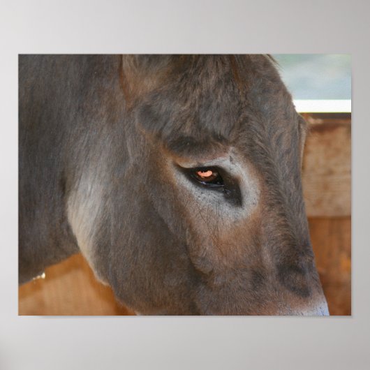 Donkey denkt an Landtiere Poster (Vorne)