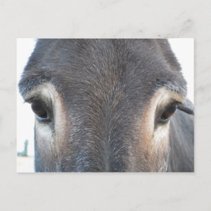 Donkey Eyes Postkarte