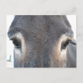 Donkey Eyes Postkarte (Vorderseite)