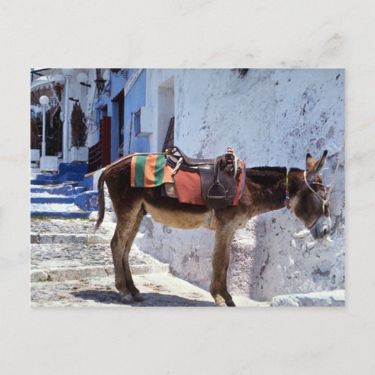 Donkey, Fira Santorini, Griechenland Postkarte (Vorderseite)