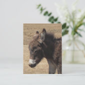 Donkey Foal Foto Postkarte (Stehend Vorderseite)