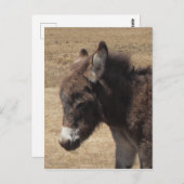 Donkey Foal Foto Postkarte (Vorne/Hinten)