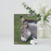 Donkey Foal Portrait Postkarte (Stehend Vorderseite)
