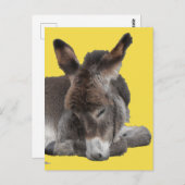 Donkey Foal Postkarte (Vorne/Hinten)