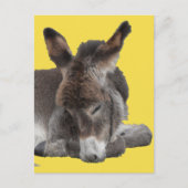 Donkey Foal Postkarte (Vorderseite)