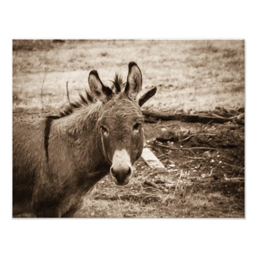 Donkey Fotodruck (Vorne)