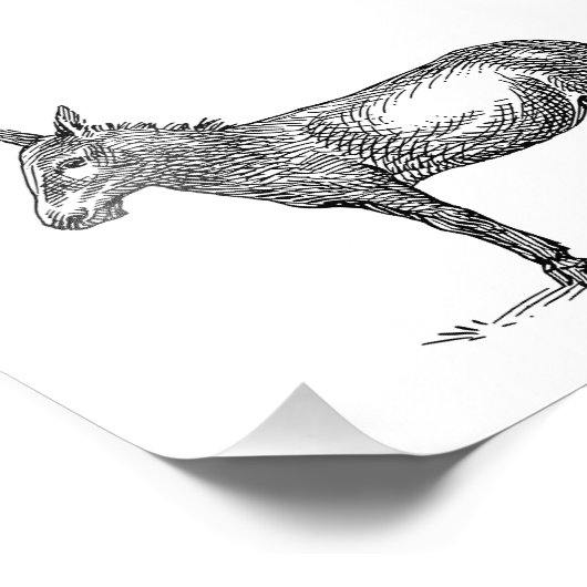 Donkey Fotodruck (Ecke)