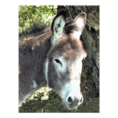 DONKEY FOTODRUCK (Vorne)
