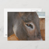Donkey Gedanken Farm Animal Foto Postkarte (Vorne/Hinten)