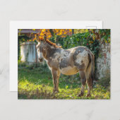 Donkey Gepunktete Postkarte (Vorne/Hinten)