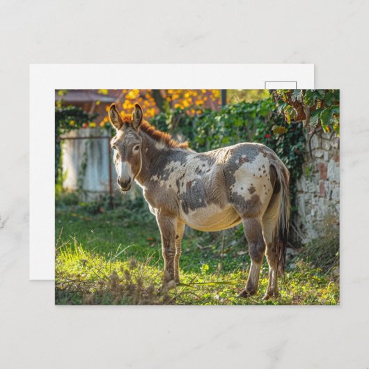 Donkey Gepunktete Postkarte (Vorne/Hinten)