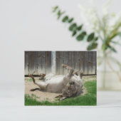 Donkey hat ein Bad Postkarte (Stehend Vorderseite)
