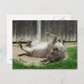 Donkey hat ein Bad Postkarte (Vorne/Hinten)
