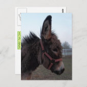 Donkey-Head Postkarte (Vorne/Hinten)