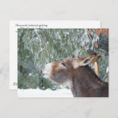 Donkey Holiday Postkarte (Vorne/Hinten)