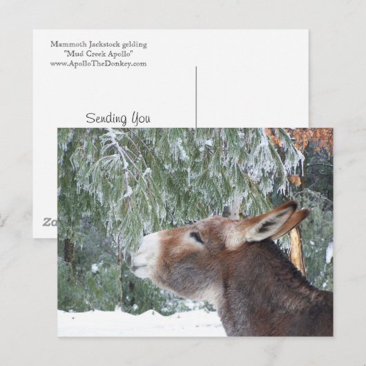 Donkey Holiday Postkarte (Vorne/Hinten)