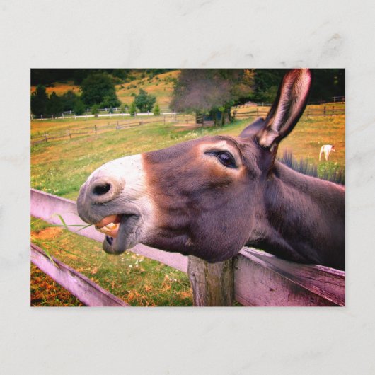 Donkey lächeln in einer Weide Postkarte (Vorderseite)