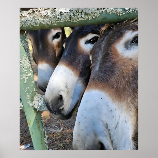 Donkey Liebe Poster (Vorne)