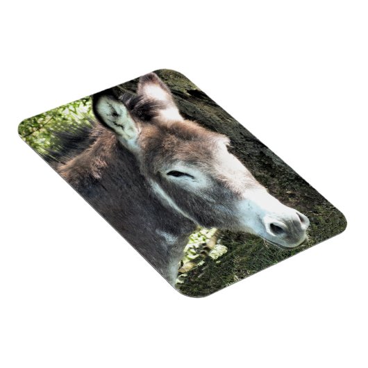 DONKEY MAGNET (Rechte Seite)