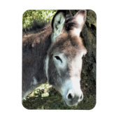DONKEY MAGNET (Vertikal)