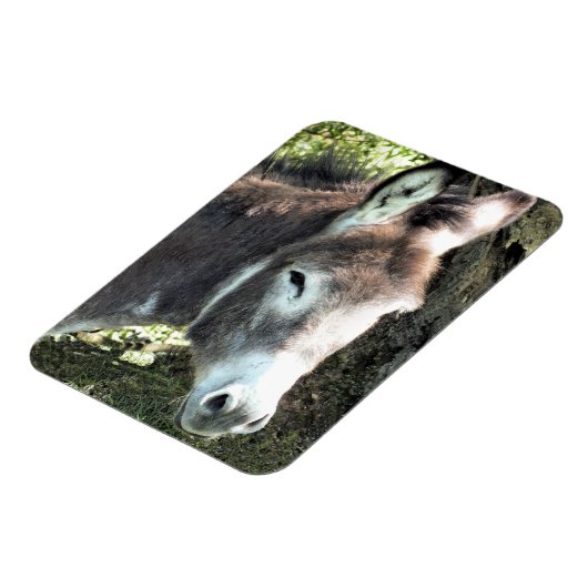 DONKEY MAGNET (Linke Seite)