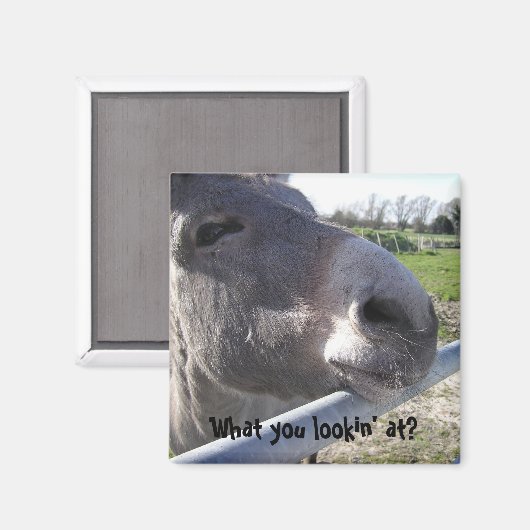 Donkey Magnet (Vorderseite/Rückseite)