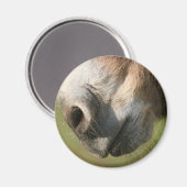 Donkey Magnet (Vorderseite/Rückseite)