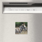 Donkey Magnet (In Situ (Geschirrspüler))