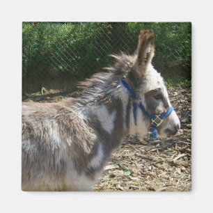 Donkey Magnet