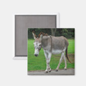 Donkey-Magnet Magnet (Vorderseite/Rückseite)