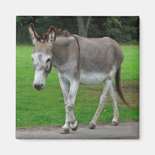 Donkey-Magnet Magnet (Vorne)