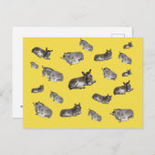 Donkey Mania Postkarte (Vorne/Hinten)