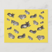 Donkey Mania Postkarte (Vorderseite)