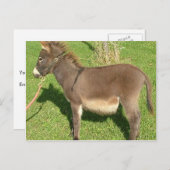 Donkey mit dem Gürtel im Neck Postkarte (Vorne/Hinten)