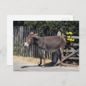 Donkey mit gelben Blumen Postkarte (Vorne/Hinten)