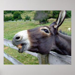 Donkey Mule Farm Animal Country Destination Poster